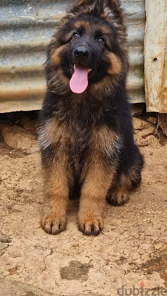 Best  german puppy in lebanon 1