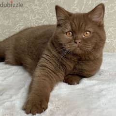 British Shorthair Chocolate Kitten/ cat قطط 0