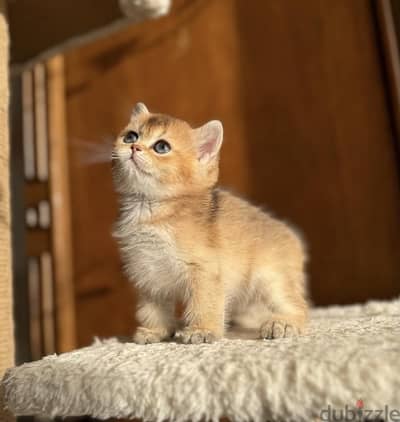 Adorable British Golden Chinchilla kitten pure breed Cat Delivery قطط