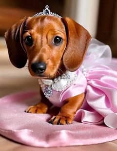 Dachshund