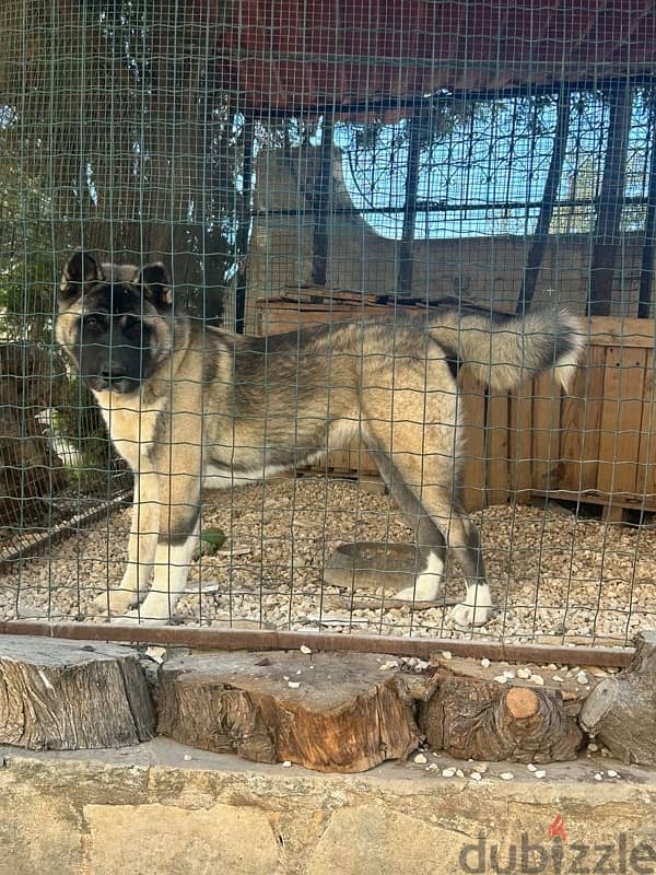 American akita top breed 0