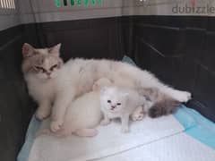 one female cat with her 2 kids male and female