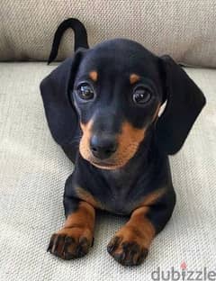 Dachshund dog puppy / كلاب 0