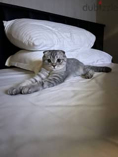 5 month old Scottish fold kitten 0