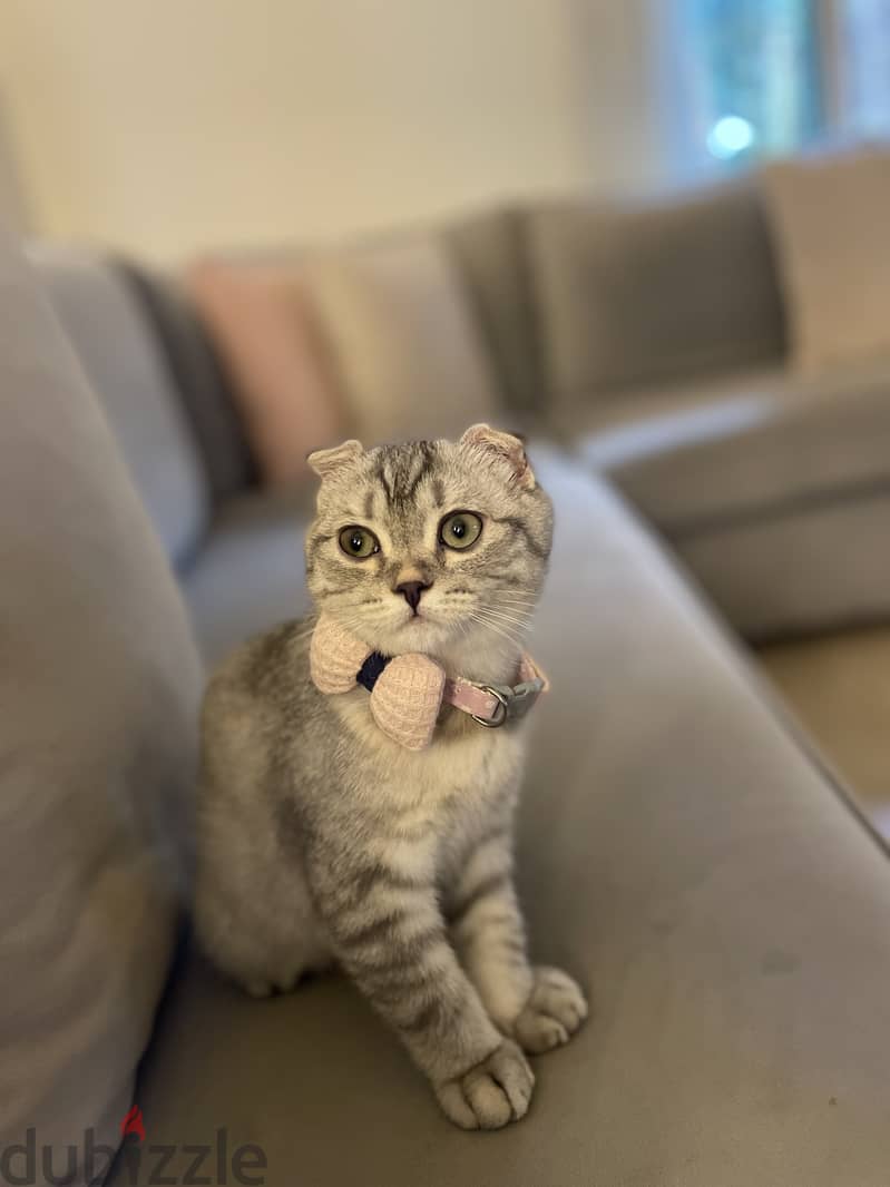 5 month old Scottish fold kitten 1