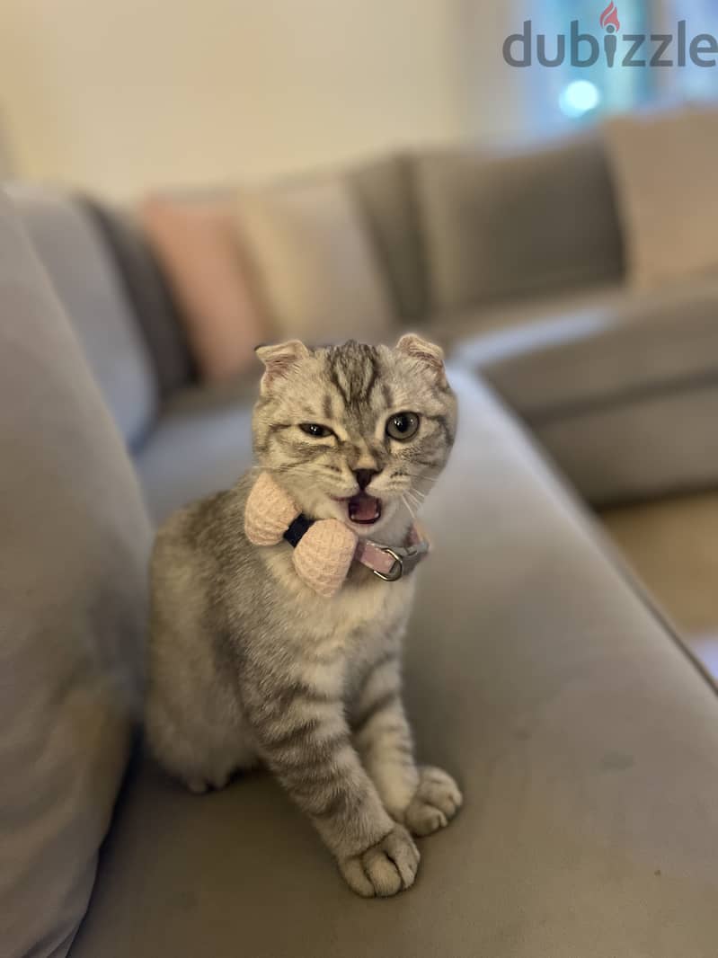 5 month old Scottish fold kitten 2