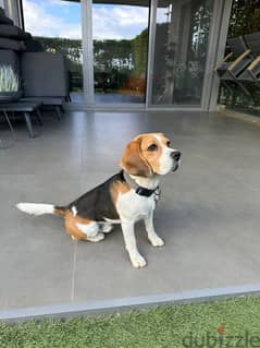 beagle