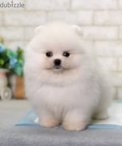 pomeranian