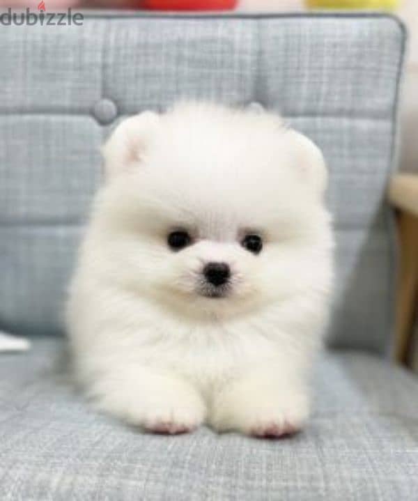 pomeranian  teacup  toy  face 1