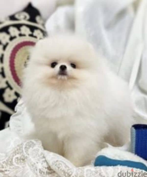 pomeranian  teacup  toy  face 2