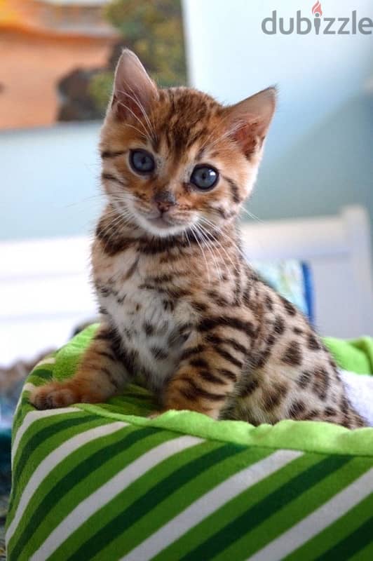 Unique Bengal kitten IMPORTED ON ORDER pure breed Cat Delivery قطط 0