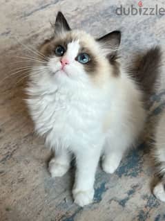 Beautiful Ragdoll kitten pure breed Cat Delvery قطط 0