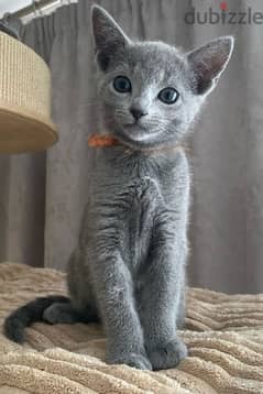 Russian Blue kitten pure breed Cat Delivery قطط 0