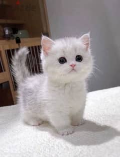 Munchkin kitten Imported Cat Delivery قطط 0