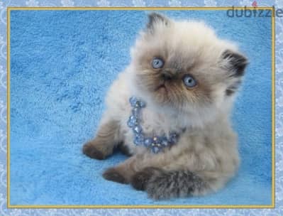 Fluffiest Himalayan kitten pure breed Cat Delivery قطط