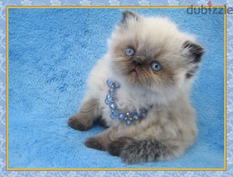 Fluffiest Himalayan kitten pure breed Cat Delivery قطط 0