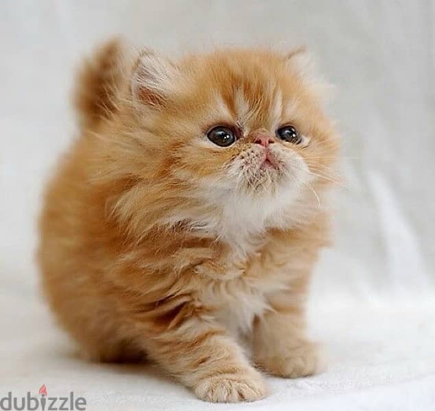 Beautiful Persian kitten pure breed Cat Delivery قطط 0