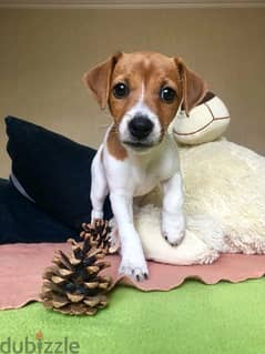 Jack Russell Puppies Available in store / dog كلاب 0