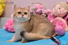 British Shorthair Golden Chinchilla Kitten / cat قطط 0