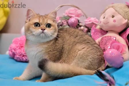 British Shorthair Golden Chinchilla Kitten / cat قطط