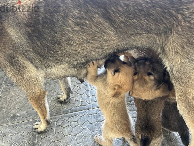 Pure malinois males and females for sale 11