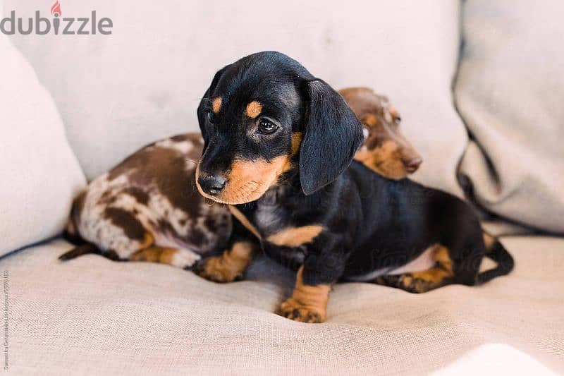 Pure Dachshund Black and Tan Puppies / imported dog كلاب available 0