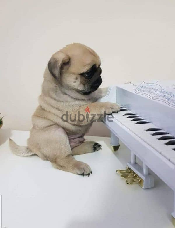 Cute Pug Puppies Imported Available 0