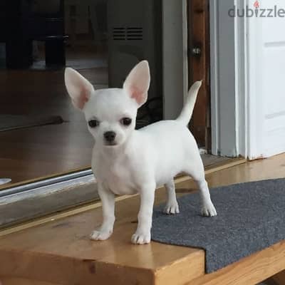 Chihuahua