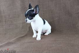 Chihuahua Black and White Puppies / dog كلاب 0