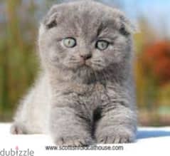 Pure Scottish fold HIGH QUALITY