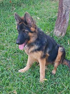 german shepherd for sale 0