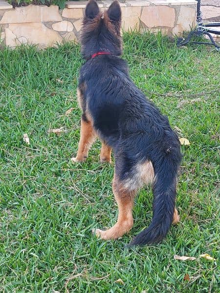 german shepherd for sale 1