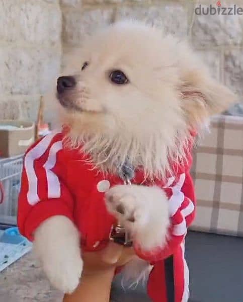 Pomeranian Loulou Puppy due to travelling 3