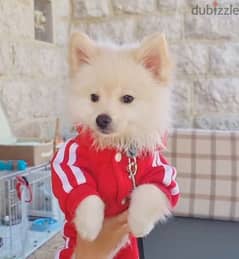 Pomeranian Loulou Puppy due to travelling 0