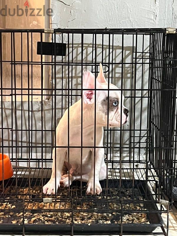 french bulldog puppy female 0