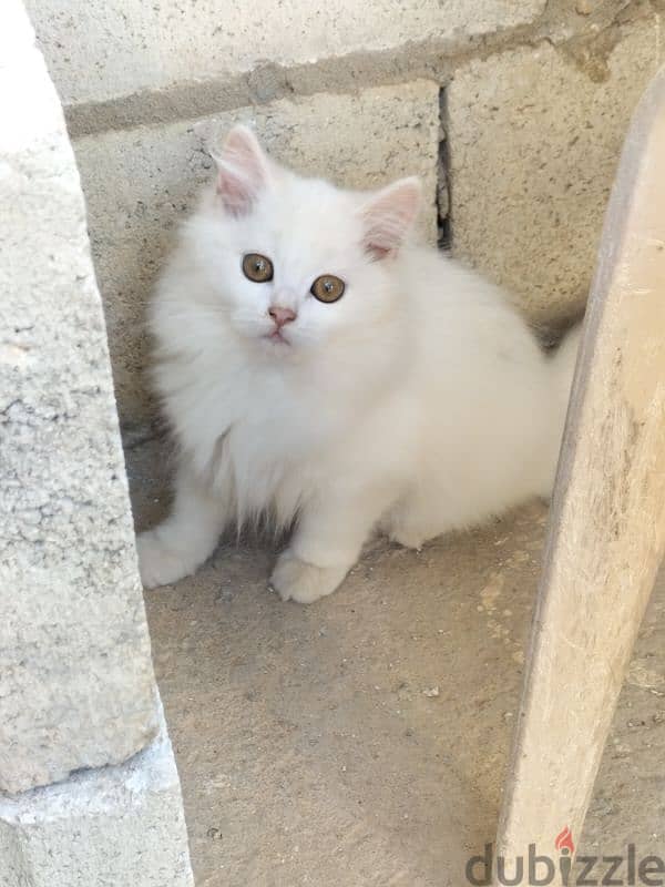 Persian kittens for sale 0