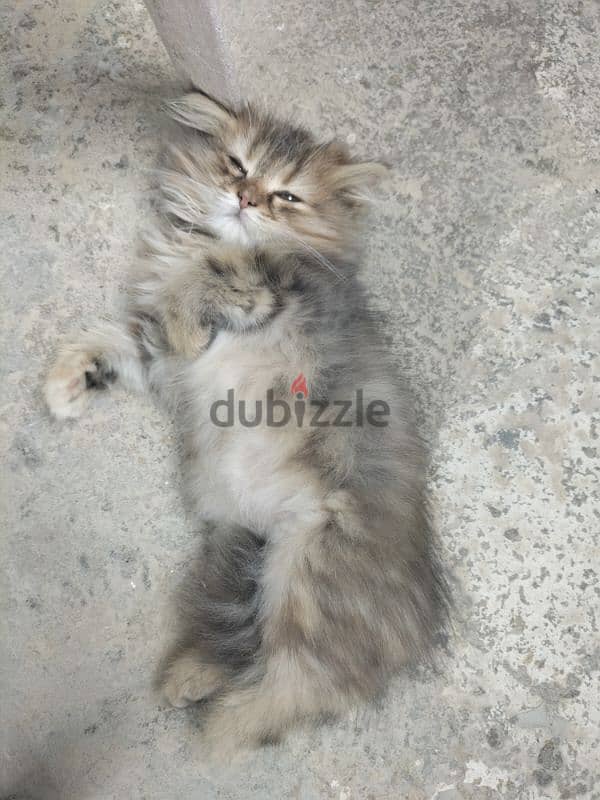 Persian kittens for sale 3