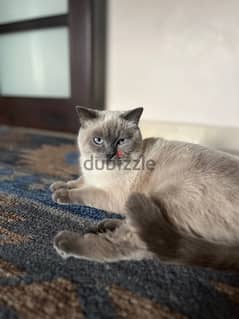 Male British Shorthair blue colorpoint 0