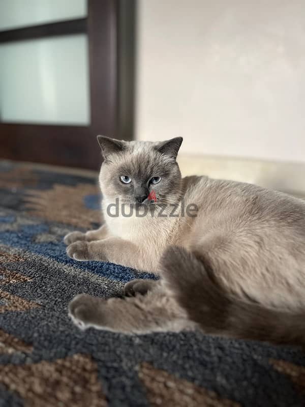 Male British Shorthair blue colorpoint 0