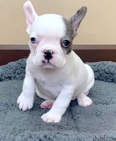 French bulldog white merle blue eyes 0