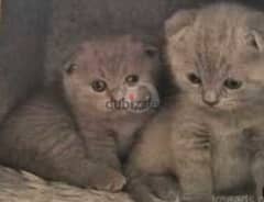 Scottish fold 0