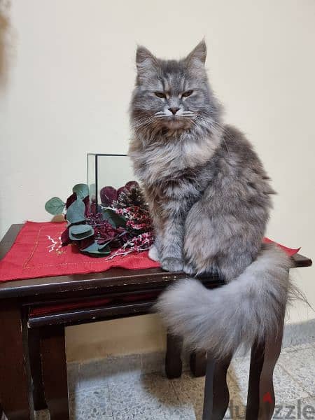 Persian Cat 2