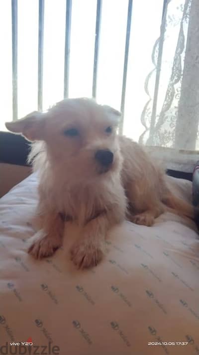 mini malchi female ( Maltese and Chihuahua ).