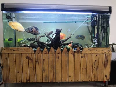 1.5 m aquarium with table and 4 fish for sale