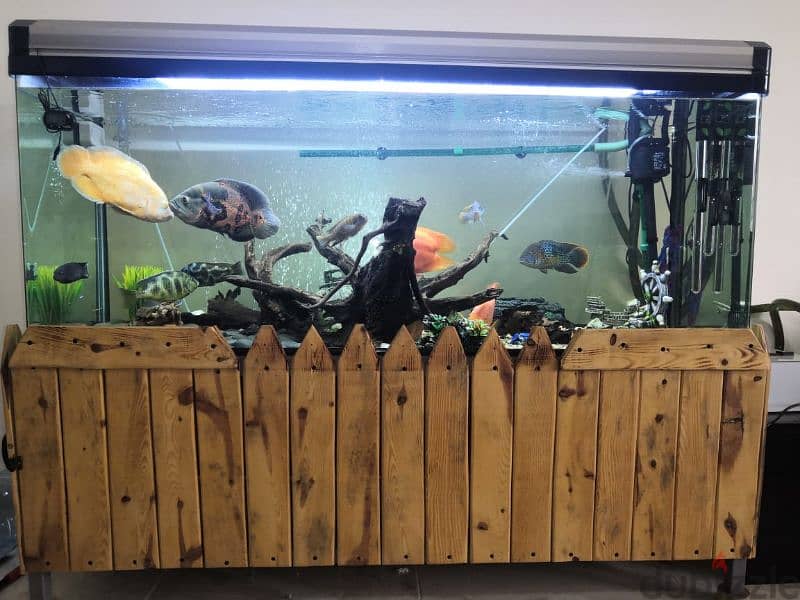 1.5 m aquarium with table and 4 fish for sale 0