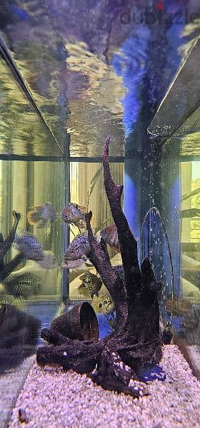 1.5 m aquarium with table and 4 fish for sale 1