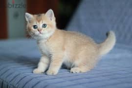 Golden Chinchilla British Kitten / cat قطط 0