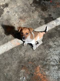 71968653 Jack Russell Female - Sarba Jounieh 0