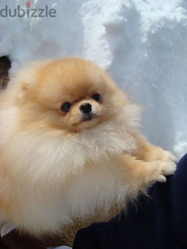 pomeranian  teacup toy face 3