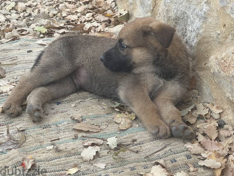 Pure malinois males and females for sale 14